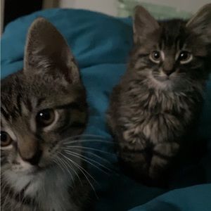 Meet your Posher, User